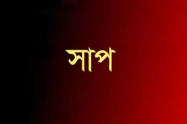 হোটেলে খাবারের টেবিলে বিশালাকার সাপ, হুলস্থুল কাণ্ড!