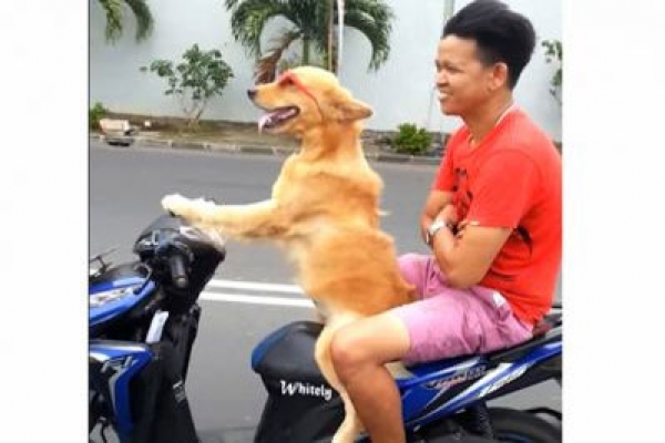 সানগ্লাস পরে বাইক চালিয়ে বিশ্বকে তাক লাগাল এক কুকুর