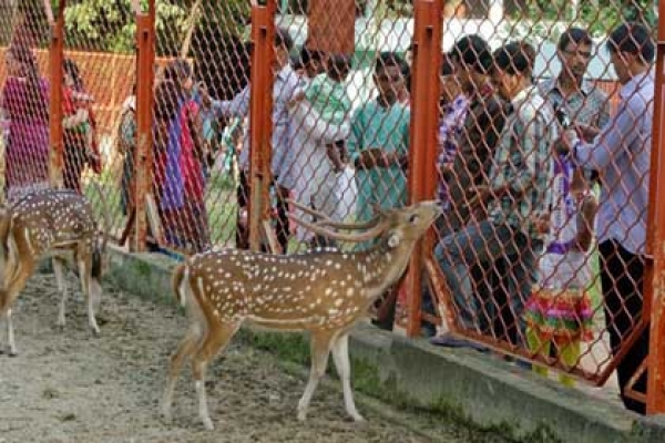 চিড়িয়াখানায় মানুষের যন্ত্রণায় অতিষ্ঠ প্রাণীরা