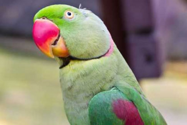 পোষা টিয়া পাখিকে খুনের হুমকি, বাসায় এল পুলিশ