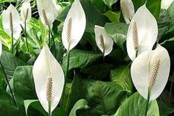 যে ৬টি গাছ ঘরে রাখলে সারা জীবন সুস্থ থাকবেন!