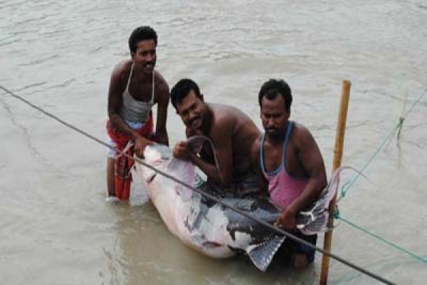 ধরা পড়ল ৮৮ কেজির বিশাল বাঘাইড় মাছ, দাম কত জানেন?