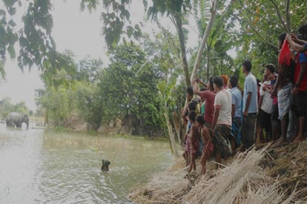 ভোররাত থেকে খুঁজে পাওয়া যাচ্ছে না সেই হাতিটিকে