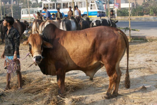 ৬৪ জেলার ৬,২৩৩ স্থানে এ বছর জবাই হবে কোরবানির পশু