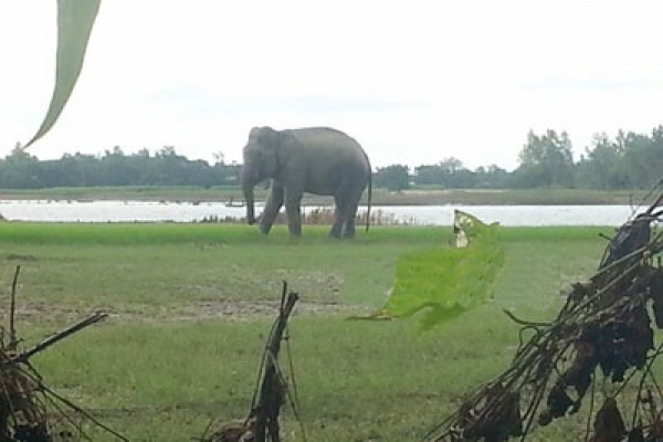 অবশেষে নাগাল পাওয়া গেল হাতিটির