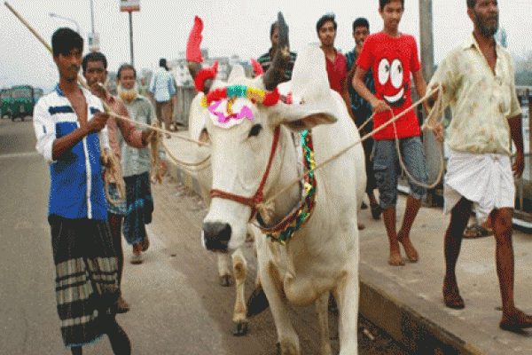 ১৮ বছরের আগে কুরবানির পশু জবাই নয়