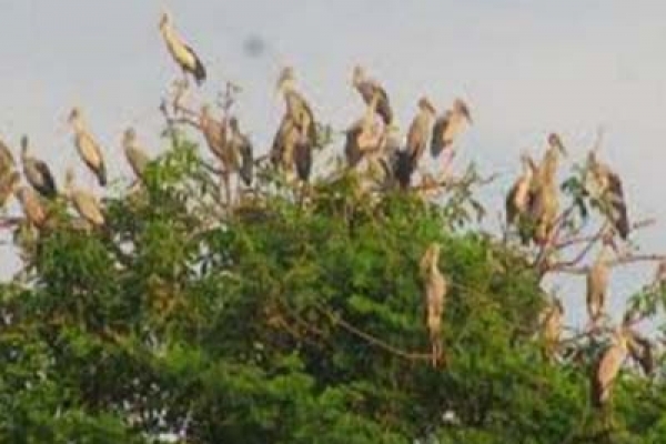 পাখি পাড়া, এক দারুণ দৃশ্য!