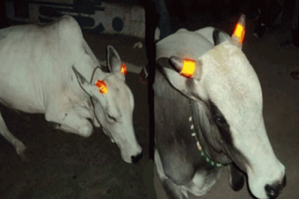পথদুর্ঘটনা এড়াতে এবার আলো দেবে গরুর শিং