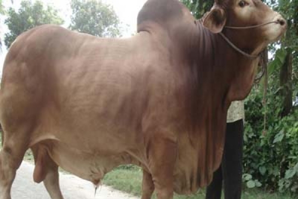 যেভাবে চিনবেন কৃত্রিম উপায়ে মোটাতাজাকরণ গরু  