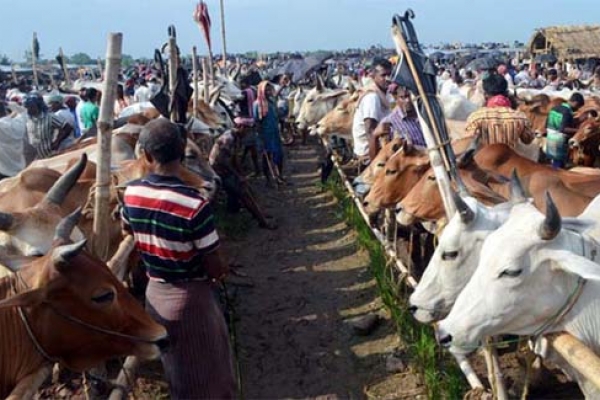 তিন কারণে কোরবানির পশুর সরবরাহ বাড়বে