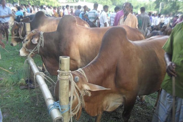 গান বাজিয়ে কোরবানির হাটে পশু বিক্রি, বন্ধ চান আলেমরা