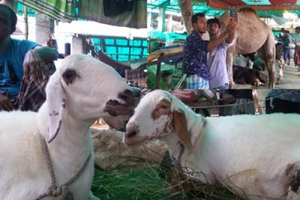 হাটে উট-দুম্বার সেলফি তুলতে উচ্ছ্বাস  