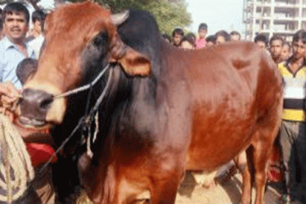 জানেন সেই সোহাগীর দাম কত উঠেছিল?