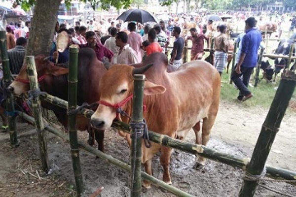 গতকালের থেকে আজ কমেছে গরুর দাম