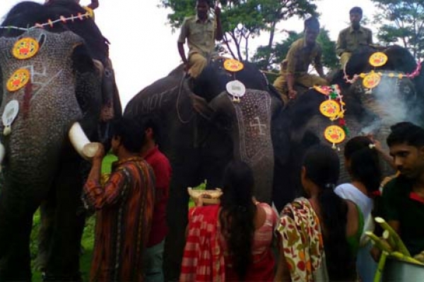 উৎসবমুখর পরিবেশে জীবন্ত হাতিদের পুজা!