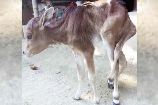 ৫ পা ওয়ালা বাছুর, একনজর দেখতে মানুষের ঢল!