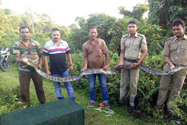 প্রাথমিক বিদ্যালয়ে ১৪ ফুটের অজগর, গিলে খেল আস্ত ছাগল, আতঙ্কিত শিক্ষার্থীরা