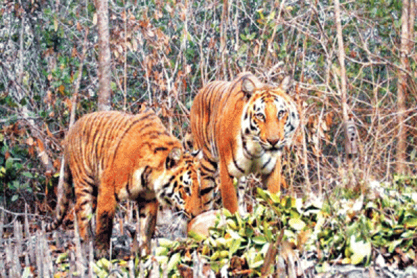 ‘সুন্দরবনের বাঘ রক্ষায় সরকার যথাযথ পরিকল্পনা ও পদক্ষেপ নিয়েছে’