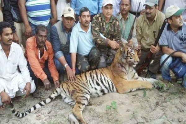 ৪২ দিন ধরে হেলিকপ্টার-ড্রোন দিয়ে খুঁজে হত্যা করা হলো মানুষখেকো এই বাঘটিকে