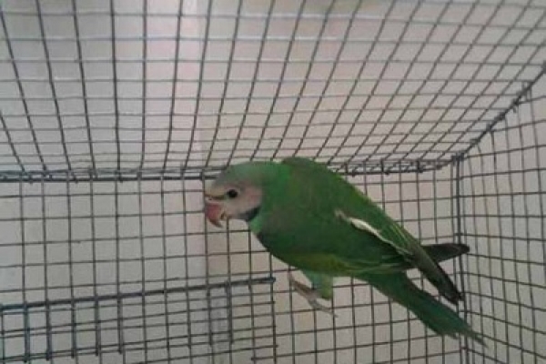 পরকিয়া ফাঁস করলো খাঁচার টিয়া পাখি