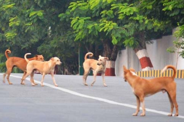 কুকুর মারতে পারলে মিলবে সোনার কয়েন