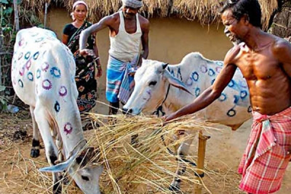 নানা আয়োজনে গরুর বিয়ে, মাতলেন গ্রামবাসী