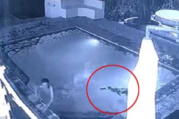 সুইমিং পুলে কুমিরের অতর্কিত হামলা, অল্পের জন্য রক্ষা পেল প্রেমিক যুগল