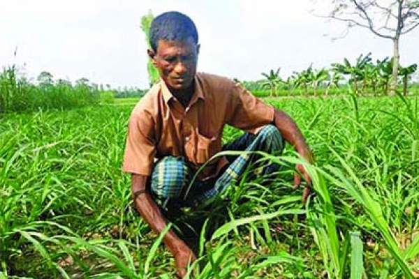 ঘাসের চাষ করেই কোটিপতি গফুর শেখ