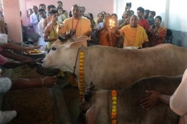 গরু জবাই করলে গুজরাটে যাবজ্জীবন কারাদণ্ড