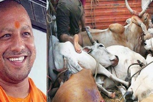 যোগীর রাজ্যেই না খেতে পেয়ে মরল দেড়শ’ গরু!