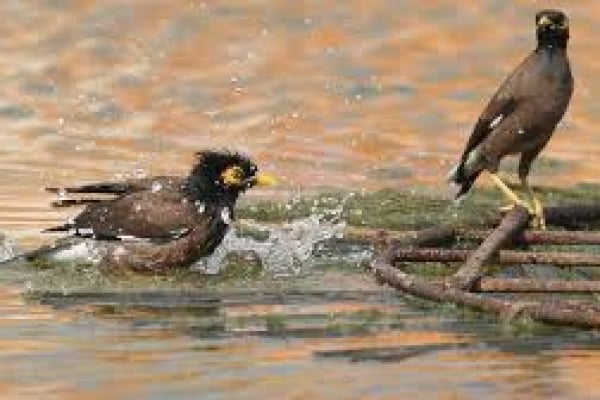 ভারতে প্রচণ্ড দাবদাহে ৩৭ জনের মৃত্যু