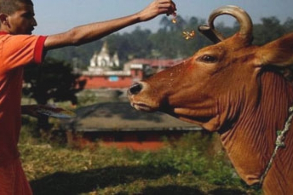 ‘গরু মা ও ঈশ্বরের বিকল্প’, দাবি হায়দ্রাবাদ হাইকোর্টের বিচারপতির