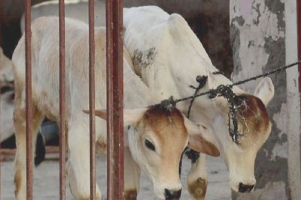 ভারতে গরুকে ‘‌রাষ্ট্র মাতা’‌ হিসাবে ঘোষণা করার প্রস্তাব পাশ