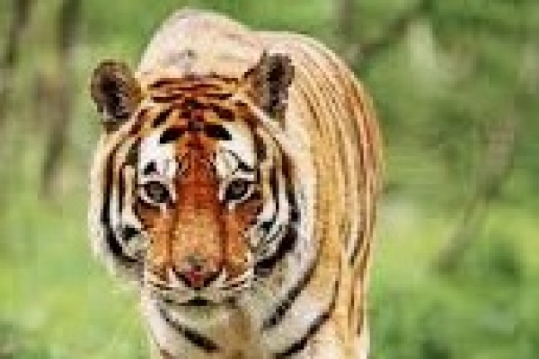  দিন দুপুরে শাহরুখ-আনুশকার শুটিং সেটে বাঘের হানা! তারপর যা হলো
