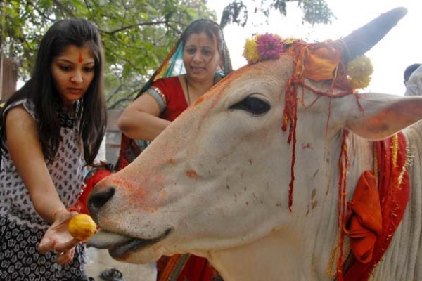 নিঃশ্বাসে অক্সিজেন ত্যাগ করে একমাত্র গরুই : আজব দাবি বিজেপির মুখ্যমন্ত্রীর