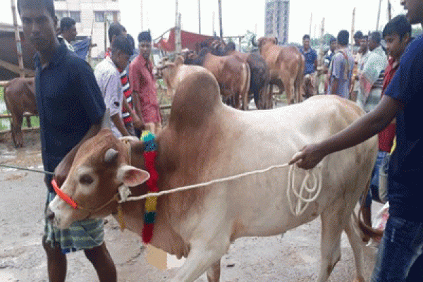 বৃষ্টির পরই কমল গরুর দাম