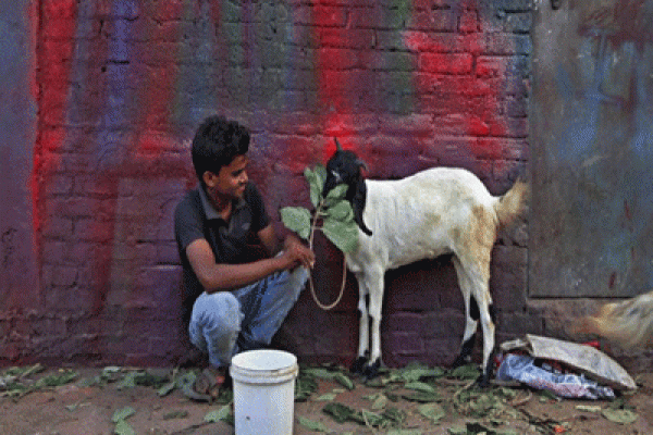 এই ছাগলটির দাম ১ কোটি ৭৮৬ টাকা!