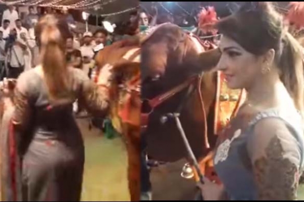 পশুর হাটে প্রতি গরুর সাথে একজন করে সুন্দরী মেয়ে!