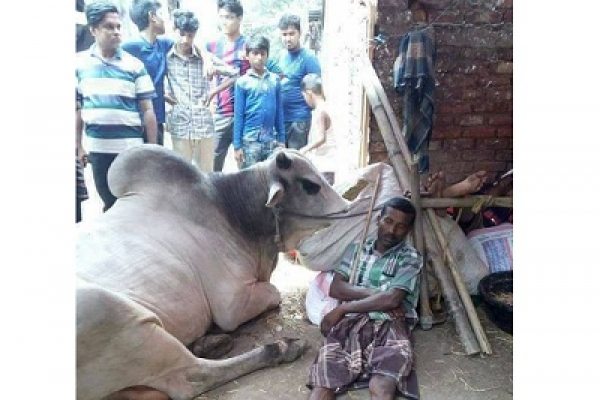 'জবাইয়ের আগে গরুটারে একটু আস্তে ফালায়েন স্যার…অনেক আদরের গরু তো'