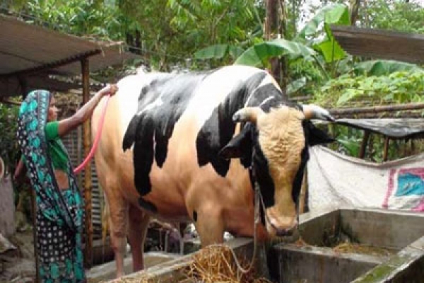  বিক্রি হলো না পরিষ্কার বিবির ১৫ লাখের সেই রাজা বাবু