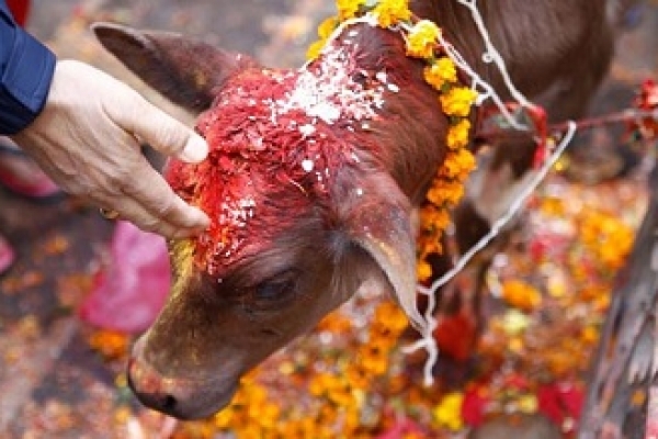 বিজেপি নেতার ‘নির্দেশে’ মুসলিম পরিবার থেকে ৫১টি গরু ছিনিয়ে নিল পুলিশ