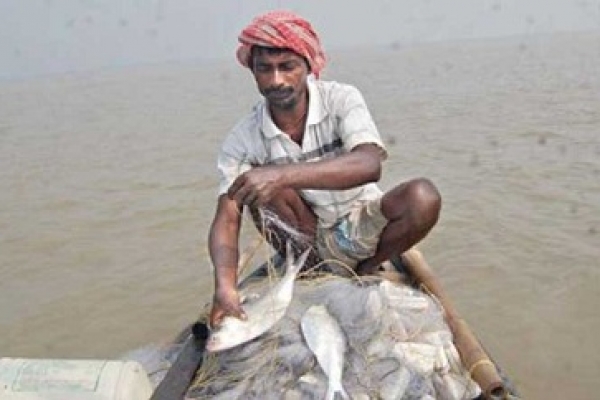 পশ্চিমবঙ্গের গঙ্গা পাড়ে পানির দামেই মিলছে পদ্মার ইলিশ