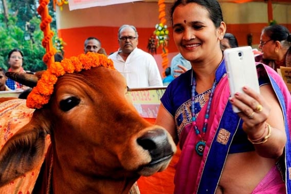 গরুর সঙ্গে সেলফি তুলে পোস্ট করলেই মিলবে পুরস্কার!