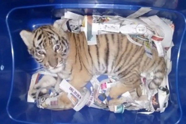 কুরিয়ারের প্যাকেট থেকে জ্যান্ত বাঘের বাচ্চা উদ্ধার করল পুলিশ!