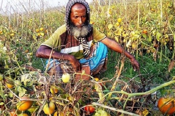 ক্ষতিগ্রস্ত চাষীদের কান্নায় ভিজছে টমেটো ক্ষেত