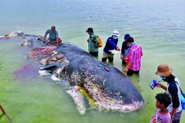 মরা তিমির পেটে স্যান্ডেল, পানির কাপসহ প্লাস্টিকের বিশাল স্তূপ!