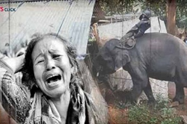 মসজিদ ভাঙতে রাজি হলো না আসামের বনবিভাগের প্রশিক্ষিত হাতি