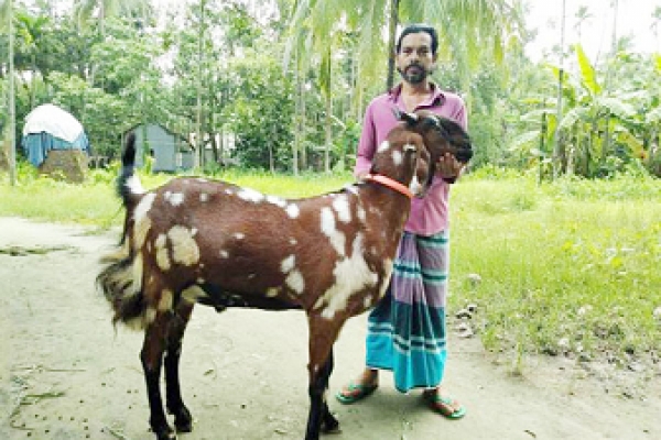 ১২৮ কেজির এই ছাগলের দাম ৩ লাখ টাকা!