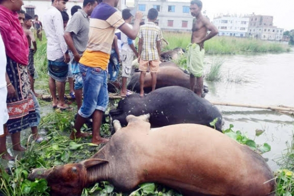 সাভারে গরু বোঝাই ট্রলার ডুবি, ১০ গরুর মৃত্যু