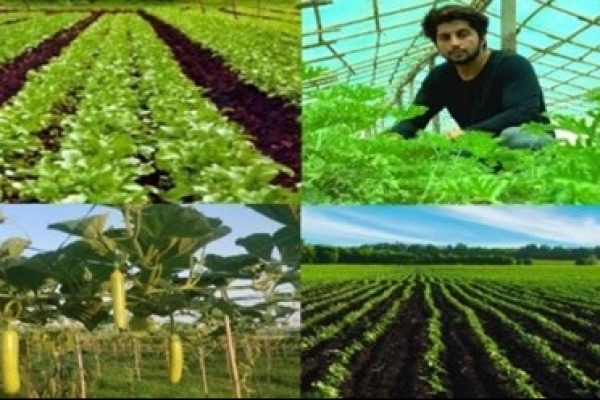 ইঞ্জিনিয়ারিং চাকরি ছেড়ে কৃষি কাজ, আয় দিনে ৪০ হাজার টাকা! 